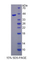 Figure 1. SDS-PAGE