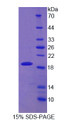 Figure 1. SDS-PAGE