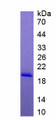 Figure 1. SDS-PAGE