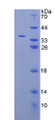 Figure 2. SDS-PAGE