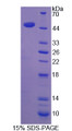 Figure 1. SDS-PAGE