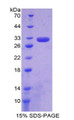 Figure 1. SDS-PAGE