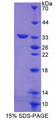 Figure 1. SDS-PAGE