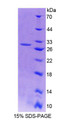 Figure 1. SDS-PAGE