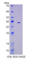 Figure 1. SDS-PAGE