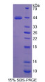 Figure 1. SDS-PAGE