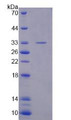 Figure 2. SDS-PAGE