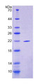 Figure 1. SDS-PAGE