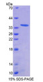 Figure 1. SDS-PAGE