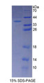 Figure 1. SDS-PAGE