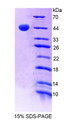 Figure 1. SDS-PAGE