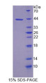 Figure 1. SDS-PAGE