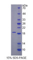 Figure 1. SDS-PAGE