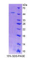 Figure 1. SDS-PAGE