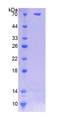 Figure 1. SDS-PAGE