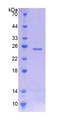 Figure 1. SDS-PAGE