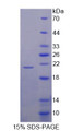 Figure 1. SDS-PAGE