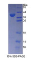 Figure 1. SDS-PAGE