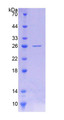 Figure 1. SDS-PAGE