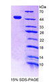 Figure 1. SDS-PAGE