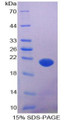 Figure 1. SDS-PAGE