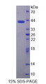 Figure 1. SDS-PAGE