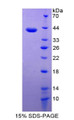 Figure 1. SDS-PAGE