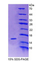 Figure 1. SDS-PAGE