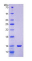 Figure 2. SDS-PAGE