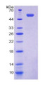 Figure 1. SDS-PAGE