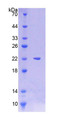 Figure 1. SDS-PAGE