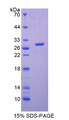 Figure 1. SDS-PAGE