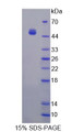 Figure 1. SDS-PAGE