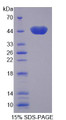 Figure 1. SDS-PAGE