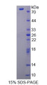 Figure 1. SDS-PAGE