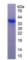 Figure 1. SDS-PAGE