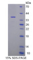 Figure 1. SDS-PAGE