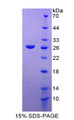 Figure 1. SDS-PAGE