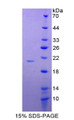 Figure 1. SDS-PAGE