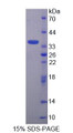 Figure 1. SDS-PAGE