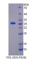 Figure 1. SDS-PAGE