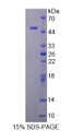 Figure 1. SDS-PAGE