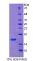 Figure 1. SDS-PAGE