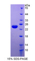 Figure 1. SDS-PAGE