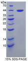 Figure 1. SDS-PAGE