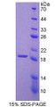 Figure 1. SDS-PAGE