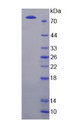 Figure 2. SDS-PAGE