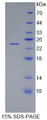 Figure 1. SDS-PAGE