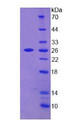 Figure 2. SDS-PAGE