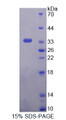 Figure 1. SDS-PAGE